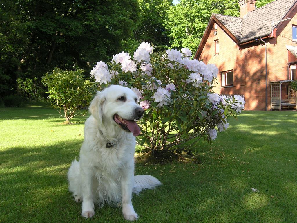 Whistlers Dell B&B Rhu Exterior foto